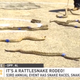 Illustration for article titled Rattlesnake Rodeo Sounds Like the Worst Thing Ever
